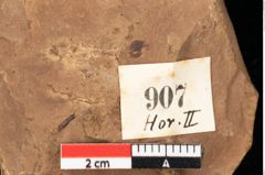 Foto (Detailsansicht) von Quercus palaeoilex Ettingshausen (NHMW-GEO-2024-0188-0907)